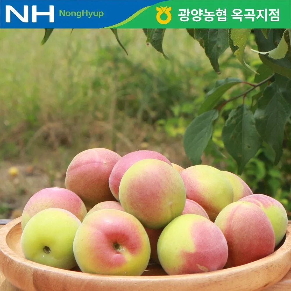 광양 프리미엄 남고매실 홍매실 5kg 10kg 매실청용 장아찌용 햇매실