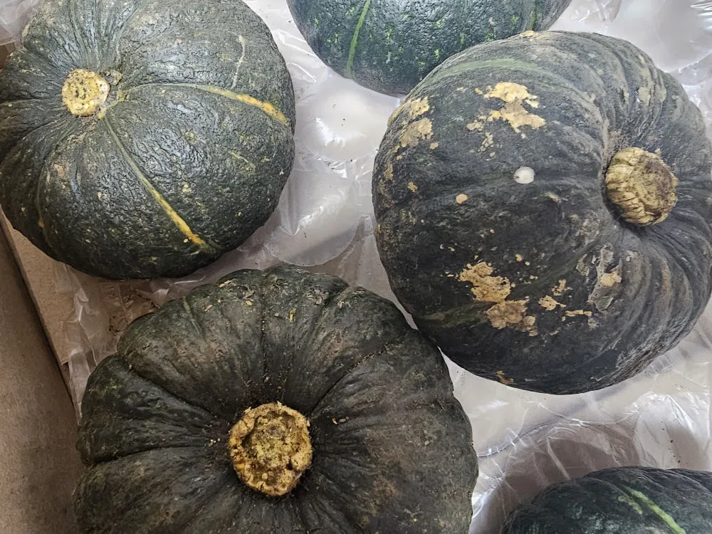 제주 미니 단호박 밤호박 보우짱 10kg