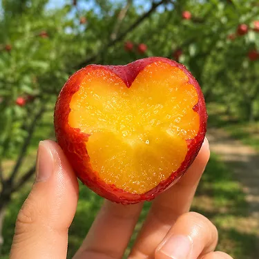 [2주한정] 과즙뚝뚝 후무사 자두 1kg 3kg 상 특 왕특