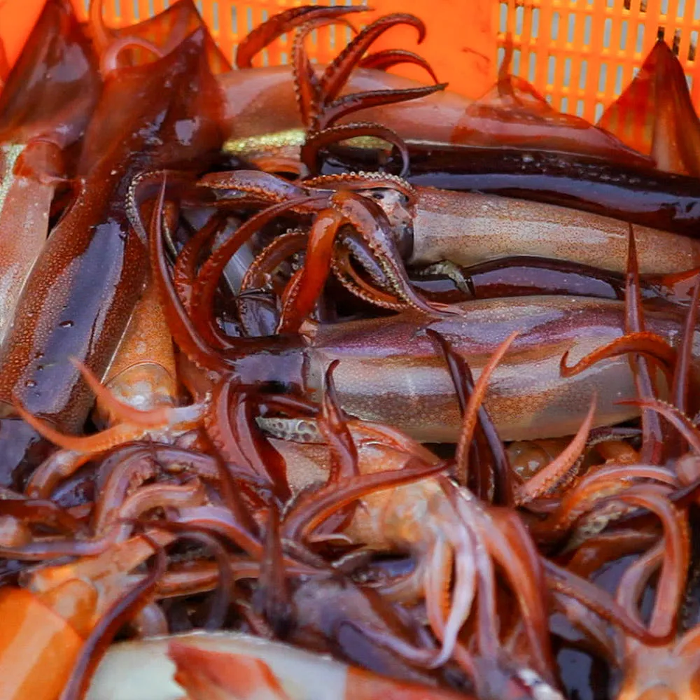 오징어 초코오징어 생물 물 1kg 통찜용 냉동 급냉 총알 활 선동 손질 국내산 숙회 선동