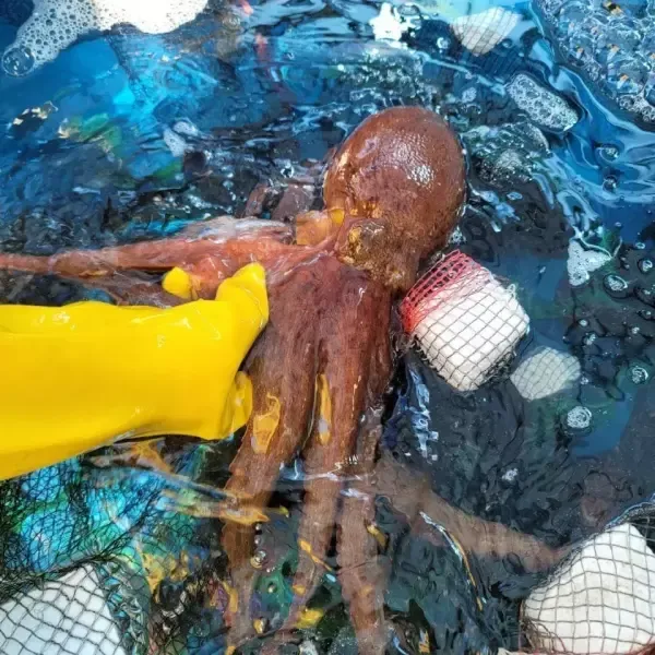 [11번가] 국내산 여수 생물 돌문어 1kg 1-3미