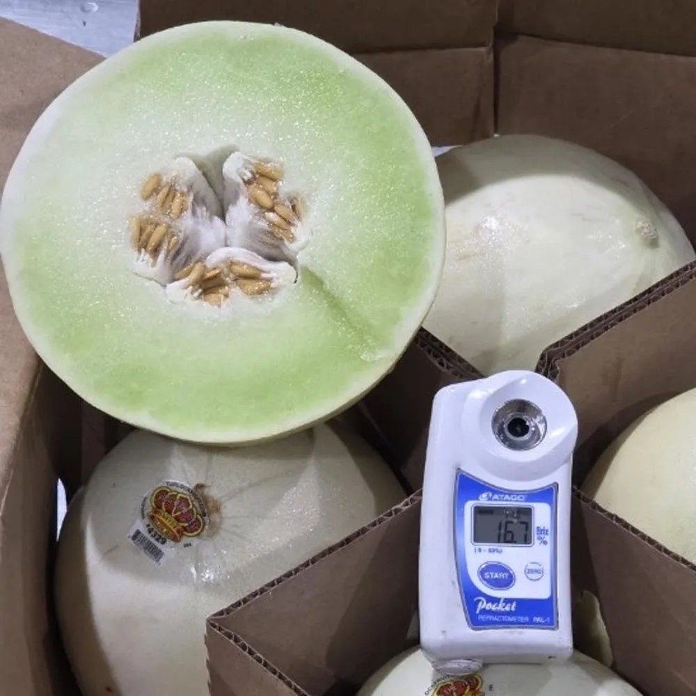 허니듀 멜론 메론 11~12kg 6수