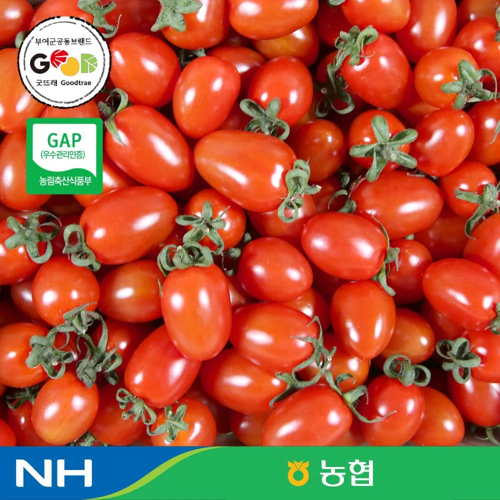 [농할쿠폰] 국내산 대추방울토마토 2kg(1-3번과)