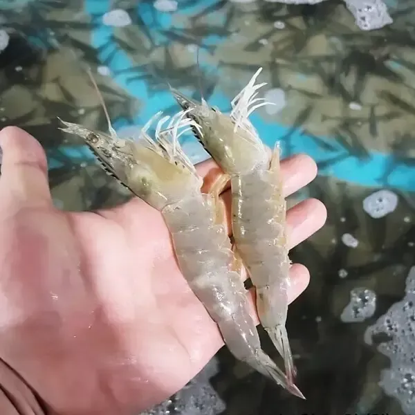 국내산 활 흰다리새우 1kg (35미 내외)