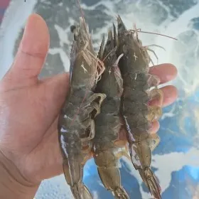 산지직송 국내산 초특가 생물 흰다리새우 1kg (40미내외) 활 새우 한정판매 / 2kg 구매시 천원 할인