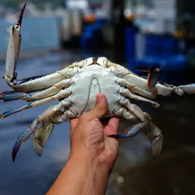 활 숫꽃게 2kg (kg당 3-5미)