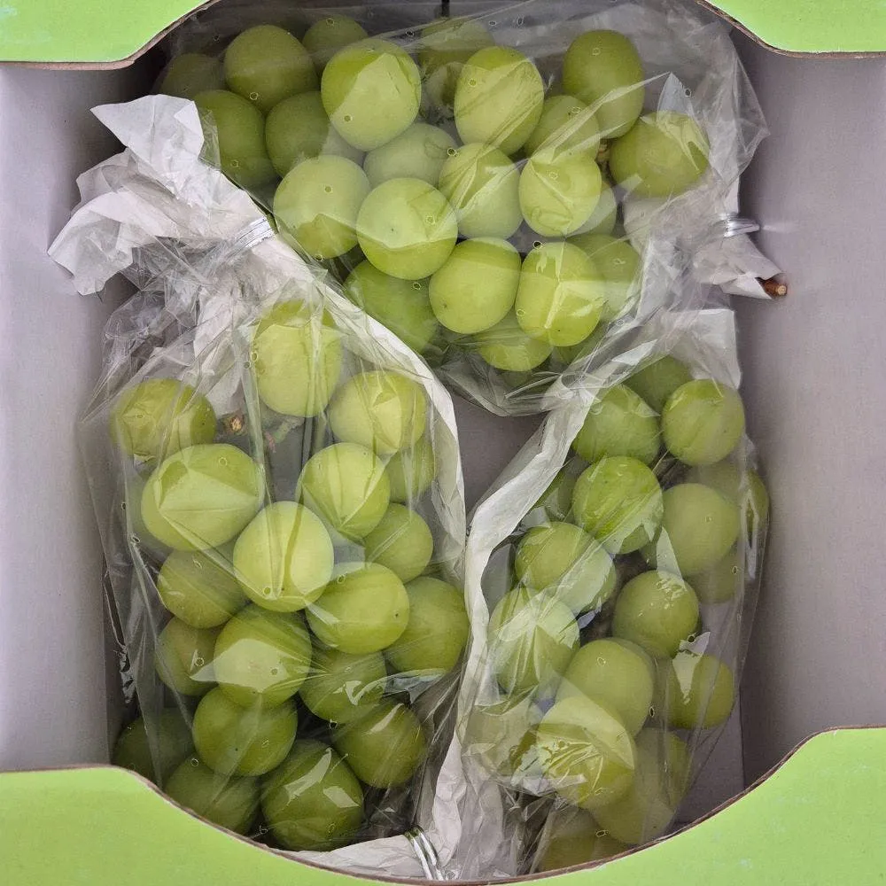 국산 샤인머스켓 1.5kg