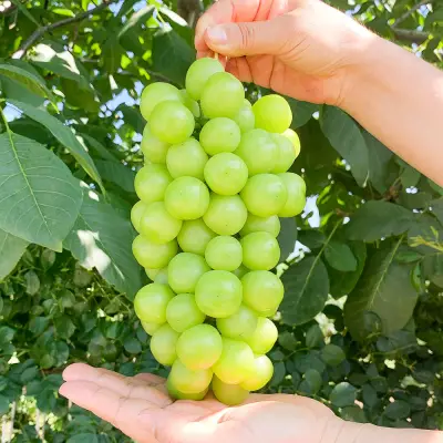 고당도 샤인머스켓 2kg