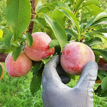 (농할) 의성 옥자두 추희품종 2kg 대과 14-18과 120g 내외, 26년 노지재배 가을자두 | 톡딜