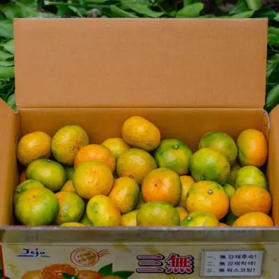 [제주감귤농협] 제주직송 서귀포 극조생 노지귤3kg-10kg (S,M,L혼합) 박스포함무게